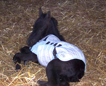 Brock's Majestic Friesians - Dolci Vita